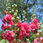 50 SUMMER CARNIVAL HOLLYHOCK Double Mixed Colors Red Pink White Yellow Peach Alcea Rosea Flower Seeds