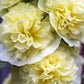 50 SUMMER CARNIVAL HOLLYHOCK Double Mixed Colors Red Pink White Yellow Peach Alcea Rosea Flower Seeds