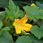 25 Small APPLE GOURD Cucurbita Pepo Ornamental Squash Seeds