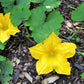25 Small APPLE GOURD Cucurbita Pepo Ornamental Squash Seeds
