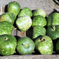 25 Small APPLE GOURD Cucurbita Pepo Ornamental Squash Seeds