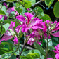 10 PURPLE ORCHID TREE Bauhinia Purpurea Camel's Foot Butterfly Flower Tree Hummingbird Seeds