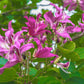 10 PURPLE ORCHID TREE Bauhinia Purpurea Camel's Foot Butterfly Flower Tree Hummingbird Seeds