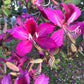 10 PURPLE ORCHID TREE Bauhinia Purpurea Camel's Foot Butterfly Flower Tree Hummingbird Seeds