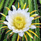 20 YELLOW DRAGON FRUIT ( Pitaya / Pitahaya / Strawberry Pear ) Hylocereus Megalanthus Cactus White Flower Seeds