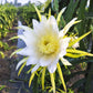 20 YELLOW DRAGON FRUIT ( Pitaya / Pitahaya / Strawberry Pear ) Hylocereus Megalanthus Cactus White Flower Seeds