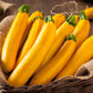 50 GOLDEN ZUCCHINI Heirloom Summer Bush Squash Cucurbita Pepo Yellow Vegetable Seeds