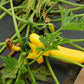 50 GOLDEN ZUCCHINI Heirloom Summer Bush Squash Cucurbita Pepo Yellow Vegetable Seeds