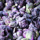 70 RED Ball BRUSSEL SPROUT Brussels Sprouts Brassica Oleracea Gemmifera Vegetable Seeds