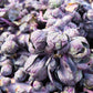 70 RED Ball BRUSSEL SPROUT Brussels Sprouts Brassica Oleracea Gemmifera Vegetable Seeds