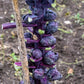 70 RED Ball BRUSSEL SPROUT Brussels Sprouts Brassica Oleracea Gemmifera Vegetable Seeds