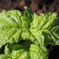 500 LETTUCE LEAF BASIL Ocimum Basilicum Huge Leaves Herb Seeds