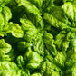 500 LETTUCE LEAF BASIL Ocimum Basilicum Huge Leaves Herb Seeds