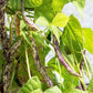 50 DRAGON TONGUE Wax BEAN Yellow & Purple Dragon's Tongue Phaseolus Vulgaris Legume Vegetable Seeds