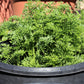 800 PARISIAN CARROT Parisienne Carrot Daucas Carota Sativus Orange Vegetable Seeds
