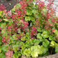100 Red HEUCHERA SPLENDENS Coral Bells Heuchera Sanguinea Sanguineum Shade Flower Seeds