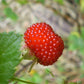 20 AUSTRALIAN RASPBERRY aka Queensland & Atherton Raspberry Rubus Probus Red Berry Fruit Shrub Seeds
