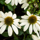 25 CHEYENNE SPIRIT CONEFLOWER Echinacea Orange Red Yellow Purple Pink White Herb Flower Seeds