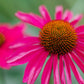 25 CHEYENNE SPIRIT CONEFLOWER Echinacea Orange Red Yellow Purple Pink White Herb Flower Seeds