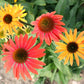 25 CHEYENNE SPIRIT CONEFLOWER Echinacea Orange Red Yellow Purple Pink White Herb Flower Seeds