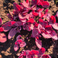 150 MAGENTA MAGIC ORACH Mountain Spinach Atriplex Hortensis Red Leaf Vegetable Greens Seeds