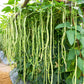 100 LADY COWPEA Cow Pea Southern Pea Vigna Unguiculata Legume White Lady Finger Bean Vegetable Seeds