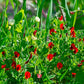 50 ASPARAGUS PEA Winged Pea Lotus Tetragonolobus Red Flower Legume Vegetable Seeds