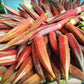 50 JING ORANGE OKRA Abelmoschus Esculentus Yellow & Red Flower Red Orange Vegetable Seeds