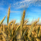 350 AROOSTOOK RYE Secale Cereale Cereal Grain Hardy Winter Cover Crop Seeds