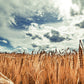 350 AROOSTOOK RYE Secale Cereale Cereal Grain Hardy Winter Cover Crop Seeds