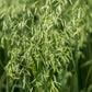 250 Certified ARMOR OAT Oats Avena Sativa Cereal Grain Seeds
