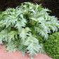 25 CARDOON Cynara Cardunculus aka Artichoke Thistle Perennial Edible Vegetable Seeds