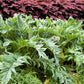 25 CARDOON Cynara Cardunculus aka Artichoke Thistle Perennial Edible Vegetable Seeds