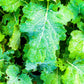1000 ' WICHITA ' Winter CANOLA Brassica Napus Rape Oilseed Cover Crop Seeds