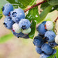 50 LOWBUSH BLUEBERRY Vaccinium Angustifolium Blue Berry Fruit Dwarf Shrub Seeds