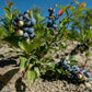 50 LOWBUSH BLUEBERRY Vaccinium Angustifolium Blue Berry Fruit Dwarf Shrub Seeds