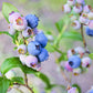 50 SOUTHERN HIGHBUSH BLUEBERRY Pre-Stratified Vaccinium Corymbosum Blue Berry Fruit Bush Shrub Seeds