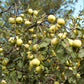25 ANTONOVKA APPLE TREE Malus Pumila var. Antonovka Yellow Green Fruit Pink White Flower Seeds