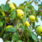 25 ANTONOVKA APPLE TREE Malus Pumila var. Antonovka Yellow Green Fruit Pink White Flower Seeds