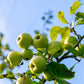 25 ANTONOVKA APPLE TREE Malus Pumila var. Antonovka Yellow Green Fruit Pink White Flower Seeds