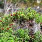 50 LINGONBERRY Mountain Cranberry Vaccinium Vitis-Idea Red Berry Edible Fruit Dwarf Evergreen Shrub Seeds