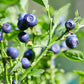 20 DWARF BILBERRY Vaccinium Caespitosum Dwarf Blueberry Whortleberry Pink Flower Blue Berry Fruit Evergreen Shrub Seeds