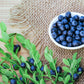20 DWARF BILBERRY Vaccinium Caespitosum Dwarf Blueberry Whortleberry Pink Flower Blue Berry Fruit Evergreen Shrub Seeds