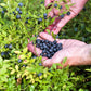 20 DWARF BILBERRY Vaccinium Caespitosum Dwarf Blueberry Whortleberry Pink Flower Blue Berry Fruit Evergreen Shrub Seeds