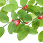 30 RED HUCKLEBERRY Vaccinium Parvifolium aka Red Blueberry & Red Bilberry Pink Flower Berry Edible Fruit Shrub Seeds