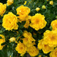 5 YELLOW CLIMBING ROSE Rosa Bush Vine Climber Fragrant Butterfly Flower Seeds