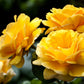 5 YELLOW CLIMBING ROSE Rosa Bush Vine Climber Fragrant Butterfly Flower Seeds