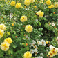 5 YELLOW CLIMBING ROSE Rosa Bush Vine Climber Fragrant Butterfly Flower Seeds