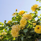 5 YELLOW CLIMBING ROSE Rosa Bush Vine Climber Fragrant Butterfly Flower Seeds