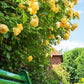 5 YELLOW CLIMBING ROSE Rosa Bush Vine Climber Fragrant Butterfly Flower Seeds